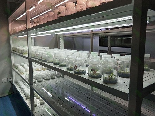 东丰植物组织培养实验室设计建设方案